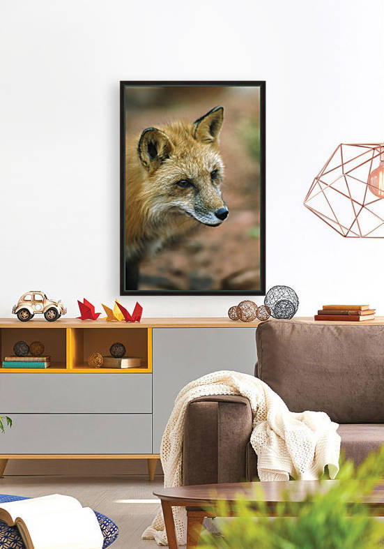 Red Fox (Vulpes Vulpes); Utah, Usa by PacificStock