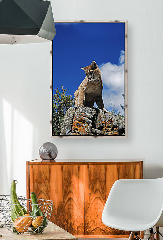 Young Mountain Lion (Felis Concolor) Looks Down From Rock Outcrop; Montana, Usa by PacificStock