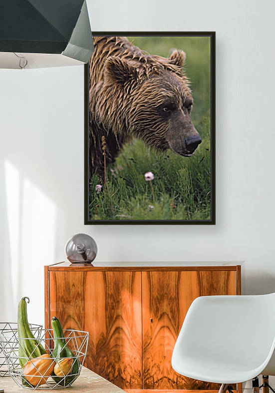 Grizzly Bear Wet From Rain by PacificStock