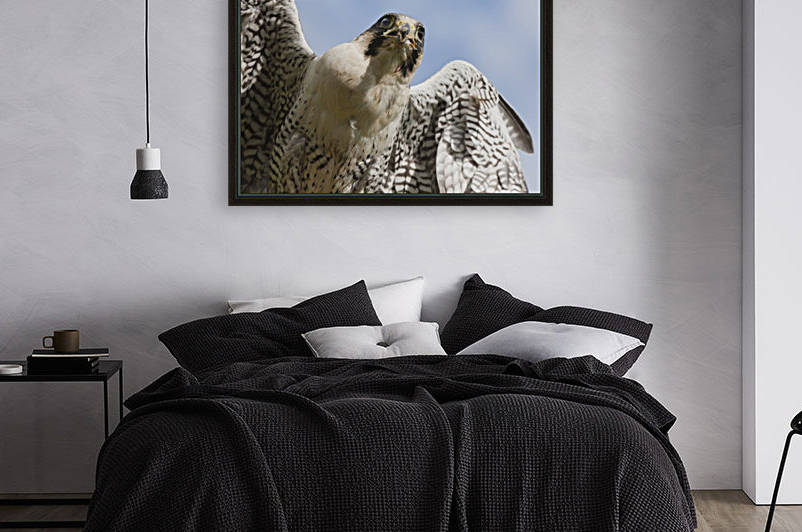 Peregrine Falcon (Falco Peregrinus); Windermere, Cumbria, England by PacificStock