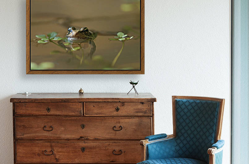 A Red-Legged Frog Floats In A Pond; Astoria, Oregon, United States Of America by PacificStock