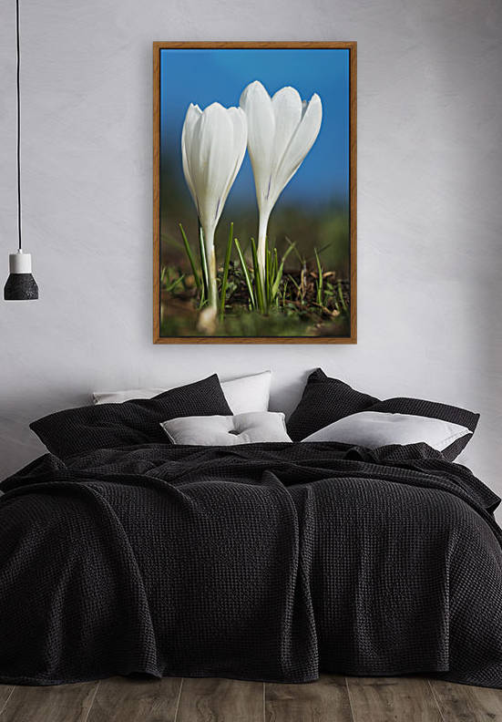 Crocuses bloom in springtime; Astoria, Oregon, United States of America by PacificStock