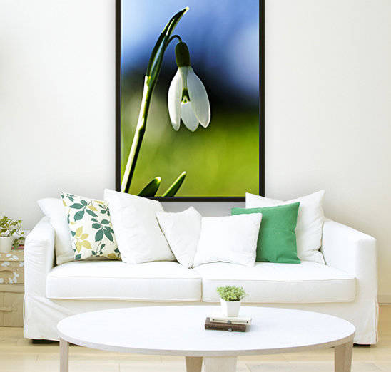 White flower drooping against blue and green background; South Shields, Tyne and Wear, England by PacificStock