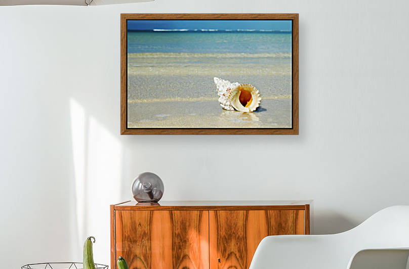 Tropical Seashell On The Beach With Gorgeous Clear Blue Ocean Behind by PacificStock