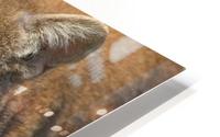 Cougar HD Metal print