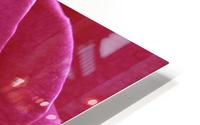 Rose Blossom HD Metal print