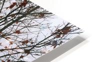 Maple Tree In Autumn HD Metal print