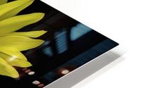 Sunflower HD Metal print