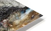 Wolf HD Metal print