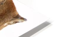 Cougar With Fallen Prey HD Metal print