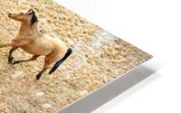 Horses Galloping HD Metal print