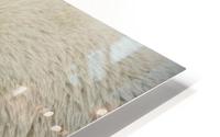 Polar Bear HD Metal print