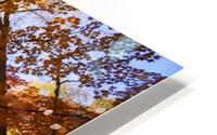 Trees In Autumn HD Metal print
