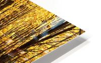 Autumn Forest HD Metal print