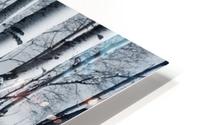 Winter Forest HD Metal print