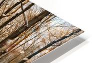 Snowy Forest HD Metal print