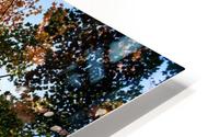 Autumn Trees Low-Angle HD Metal print