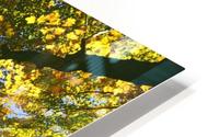 Autumn Tree Branches Low Angle HD Metal print