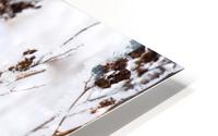 Plants In Winter HD Metal print