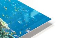 School Of Fish HD Metal print
