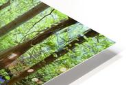 Violets In Forest HD Metal print