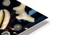 Various Sea Shells Impression metal HD