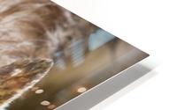 Coyote In Grass HD Metal print