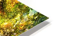 Birch Trees And Path HD Metal print