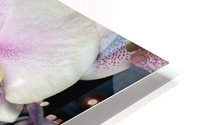 Orchids HD Metal print