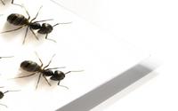 Ants Forming An Arrow HD Metal print