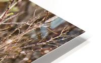 Colombian Ground Squirrel HD Metal print