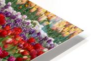 A Tulip Field HD Metal print