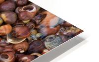 Sea Shells HD Metal print