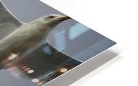 Seagull HD Metal print