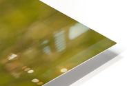 Wild Grass HD Metal print