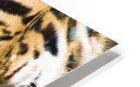 Tiger HD Metal print
