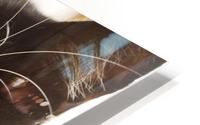 A Cat HD Metal print