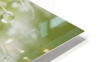 Dew On Plant HD Metal print