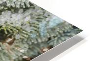 Frost On Pine Cones HD Metal print