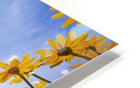 Yellow Flowers (Asteraceae) HD Metal print