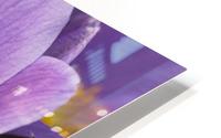 Crocus; Yukon, Canada HD Metal print