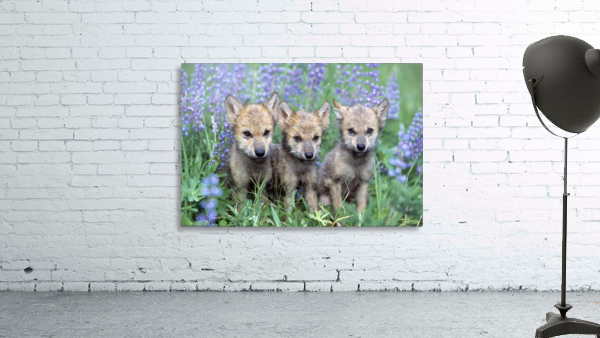 Three Wolf Pups Wall Preview