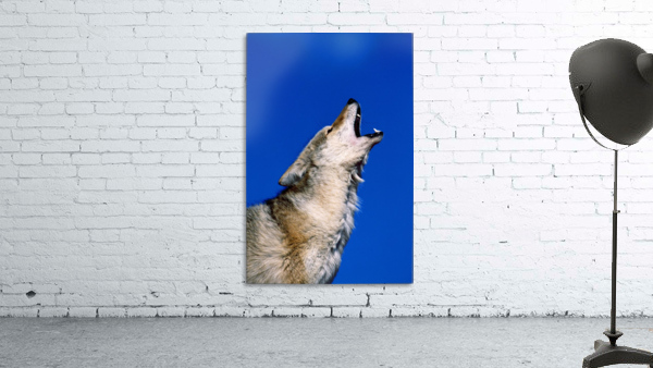 Howling Coyote Wall Preview