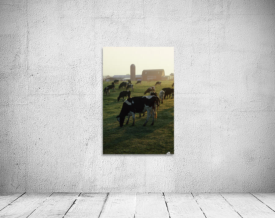 Dairy Cattle Grazing Wall Preview