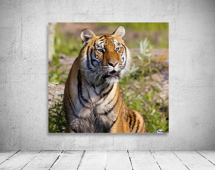 Tiger Watching Wall Preview