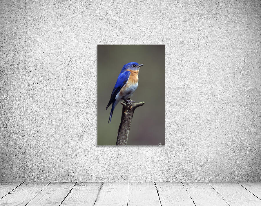 Eastern Bluebird Wall Preview