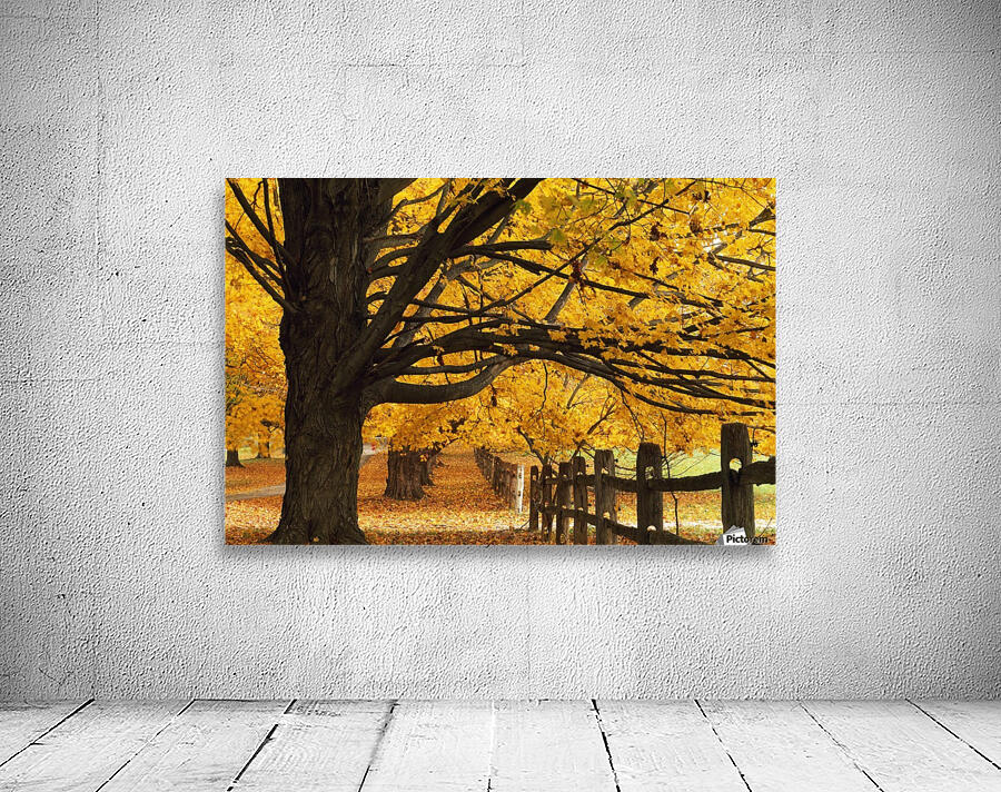 Trees In Autumn Wall Preview