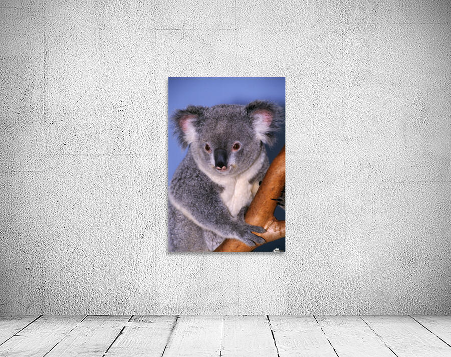 Koala On Tree Branch Wall Preview