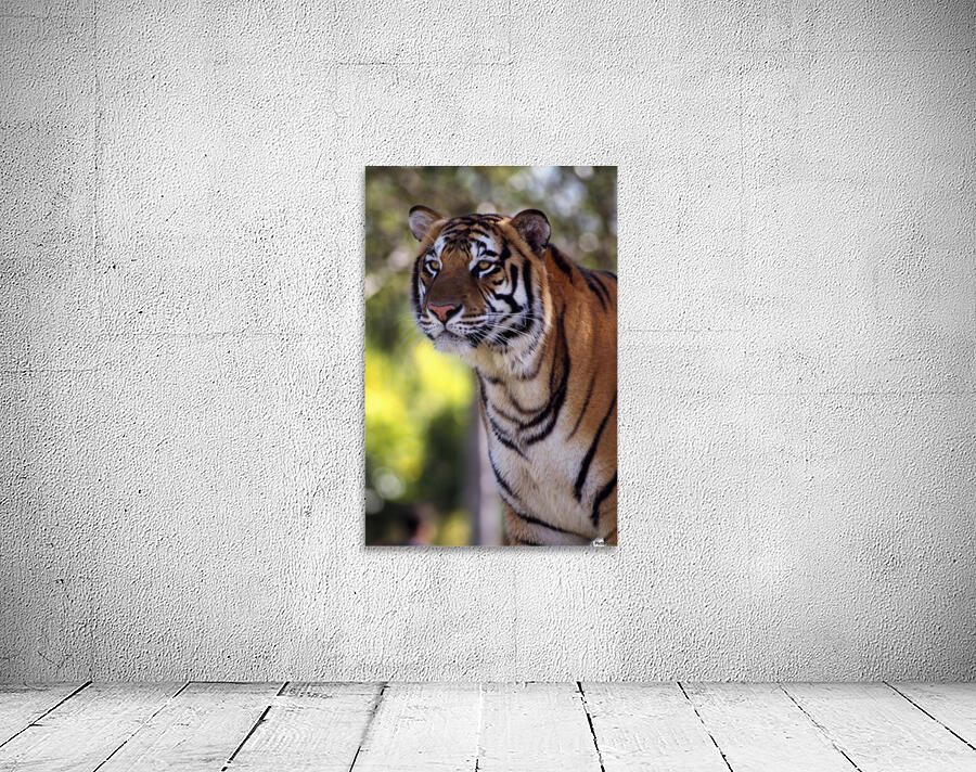 Bengal Tiger Wall Preview