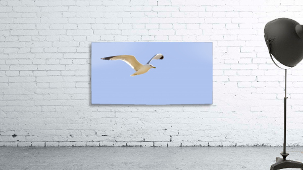 Seagull In Flight Wall Preview